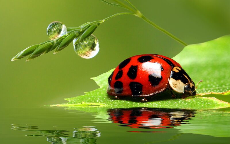 Ladybug on Leaf — Green, Serene, Morning, Photograph, Water Droplet, Water