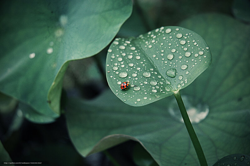 Ladybug on Leaf — Green, Serene, Morning, Photograph, Water Droplets, Insect