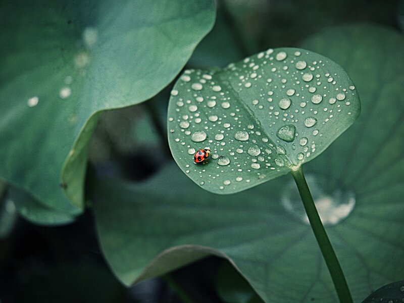 Ladybug on Leaf — Green, Serene, Morning, Photograph, Water Droplets