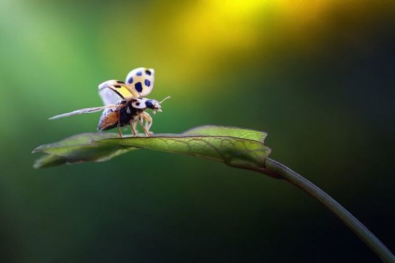 Ladybug on Leaf — Green, Serene, Morning