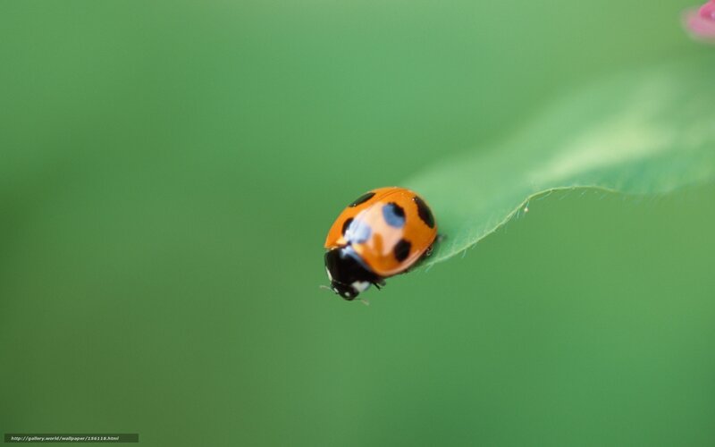 Ladybug on Leaf — Green, Serene, Photograph, Green Background