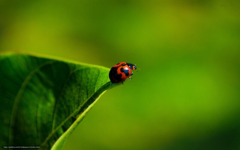 Ladybug on Leaf — Green, Serene, Photograph, Insect