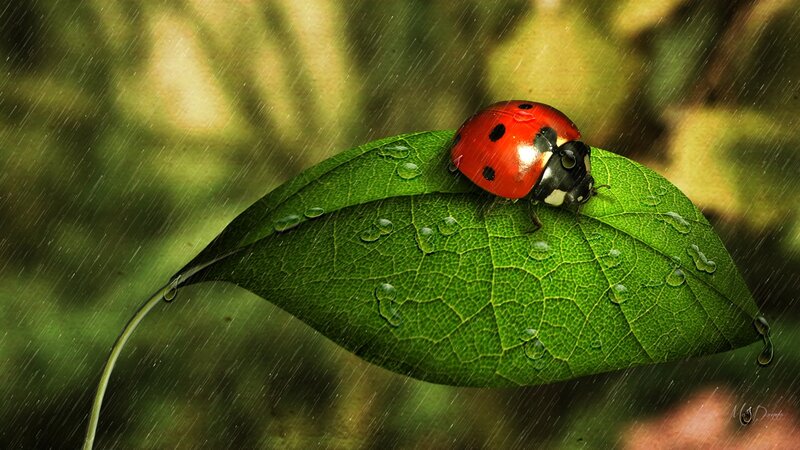 Ladybug on Leaf — Green, Serene, Photograph, Rain