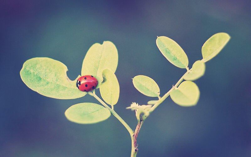 Ladybug on Leaf — Green, Serene, Photograph, Stem