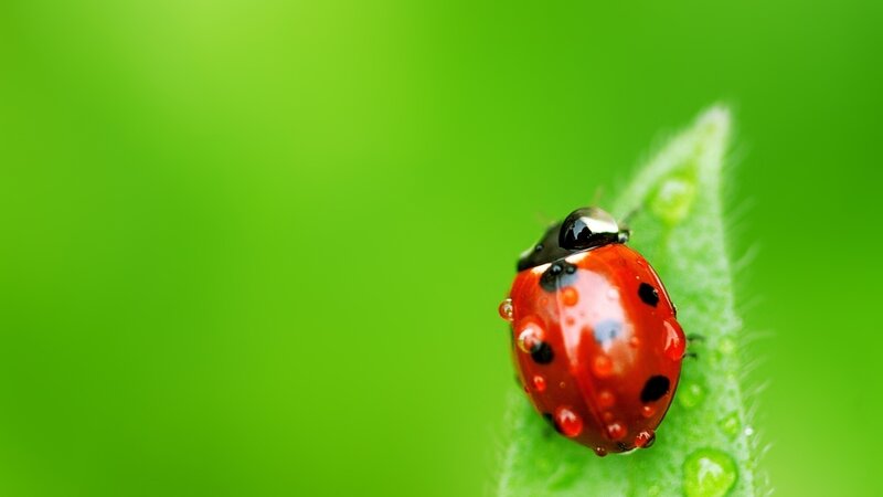 Ladybug on Leaf — Green, Serene, Photograph