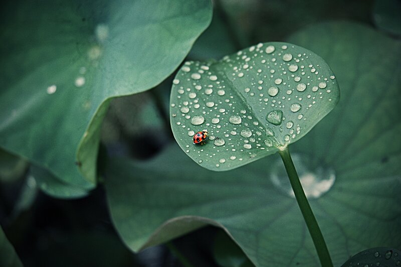 Ladybug on Leaf — Green, Serene, Photograph, Water Droplets