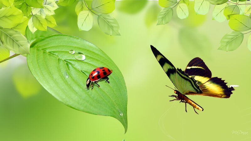 Ladybug on Leaf — Green, Serene