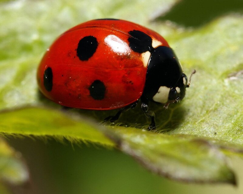 Ladybug on Leaf — Red, Calm, Afternoon, Photograph, Black