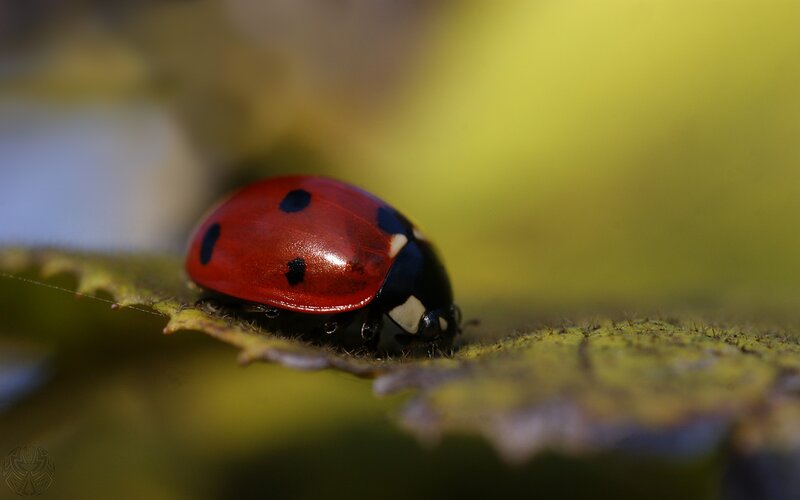 Ladybug on Leaf — Red, Calm, Afternoon, Photograph, Insect