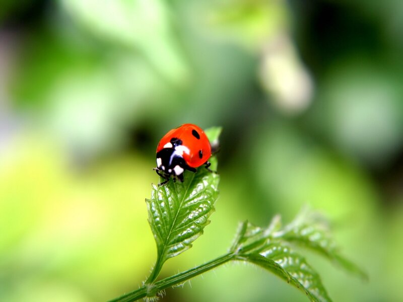 Ladybug on Leaf — Red, Calm, Afternoon, Photograph, Plant, Greenery