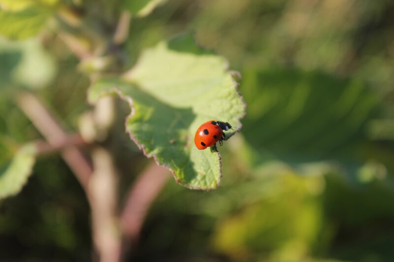 Ladybug on Leaf — Red, Calm, Afternoon, Photograph, Plant, Insect