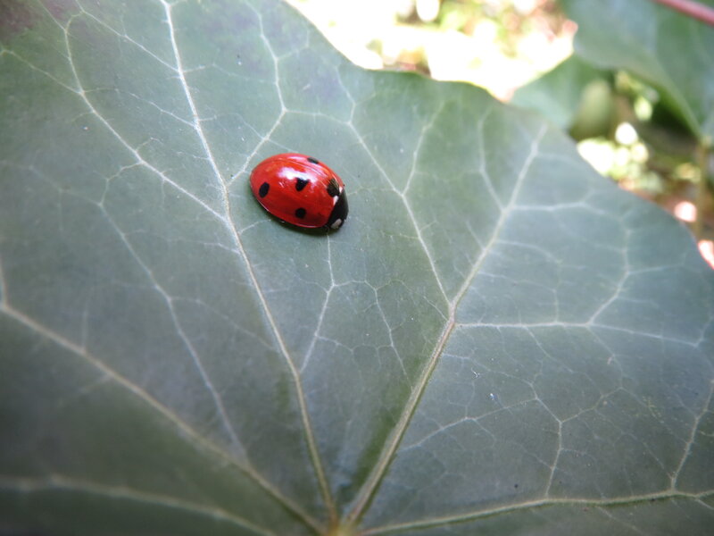 Ladybug on Leaf — Red, Calm, Afternoon, Photograph