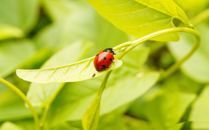 Ladybug on Leaf — Red, Calm, Morning, Photograph, Plant Stem
