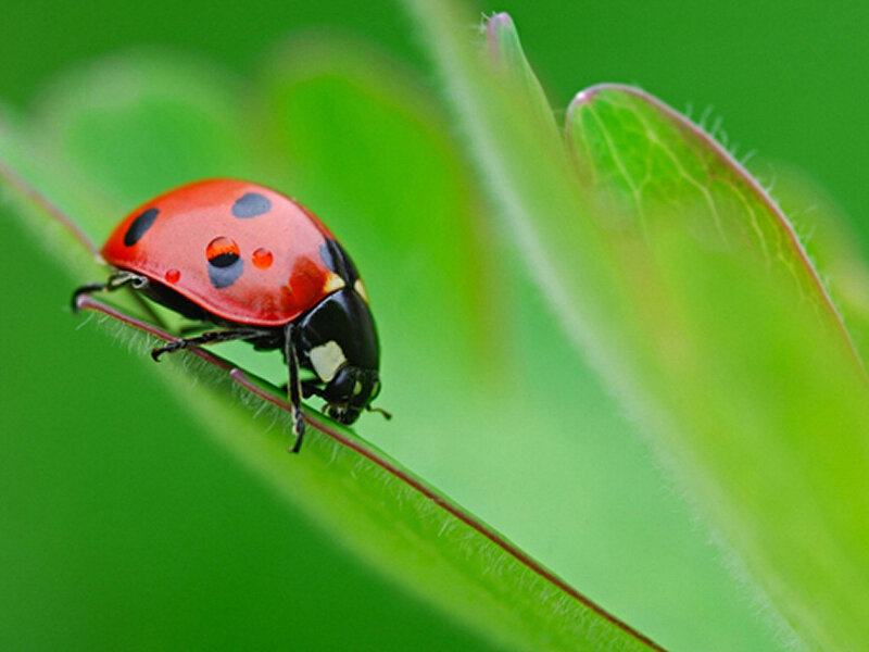 Ladybug on Leaf — Red, Calm, Morning, Photograph