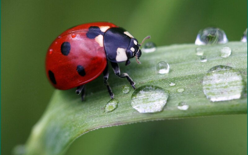 Ladybug on Leaf — Red, Calm, Morning, Photograph, Water Droplets