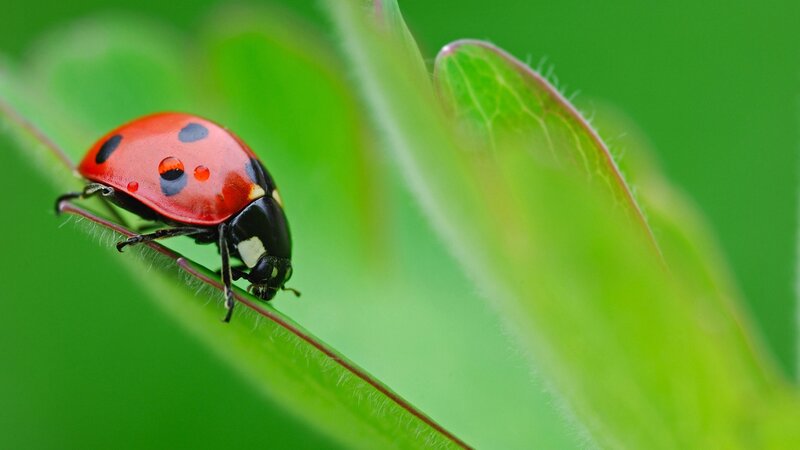 Ladybug on Leaf — Red, Calm, Morning
