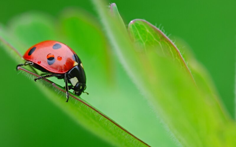 Ladybug on Leaf — Red, Calm, Photograph, Droplet