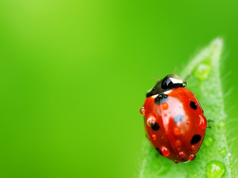 Ladybug on Leaf — Red, Calm, Photograph, Droplets