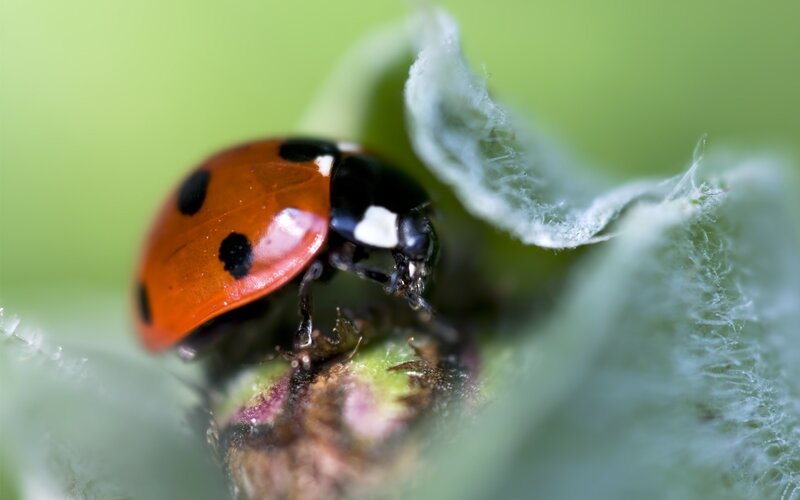 Ladybug on Leaf — Red, Calm, Photograph, Insect