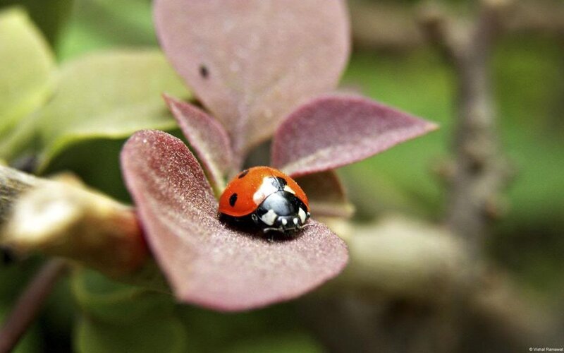 Ladybug on Leaf — Red, Calm, Photograph, Plant, Insect