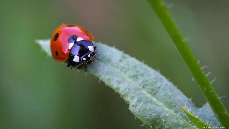 Ladybug on Leaf — Red, Calm, Photograph, Plant Stem