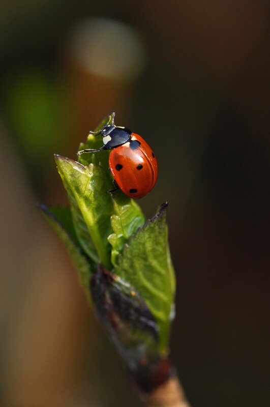 Ladybug on Leaf — Red, Calm, Spring, Photograph