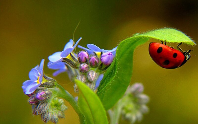 Ladybug on Leaf — Red, Calm, Spring