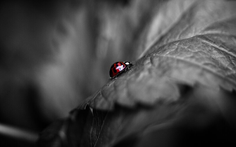 Ladybug on Leaf — Red, Dramatic, Photograph, Black, White