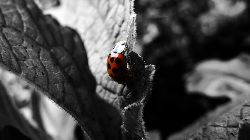 Ladybug on Leaf — Red, Dramatic, Photograph, Insect, Black, White