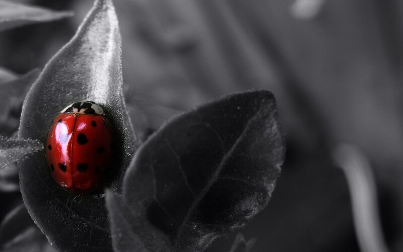 Ladybug on Leaf — Red, Dramatic, Photograph