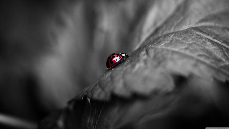Ladybug on Leaf — Red, Dramatic