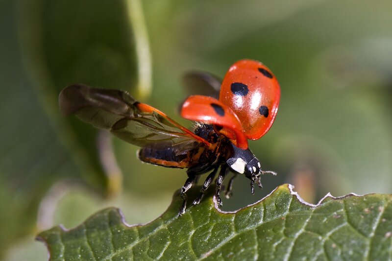 Ladybug on Leaf — Red, Natural, Afternoon