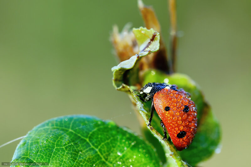 Ladybug on Leaf — Red, Natural, Morning, Photograph