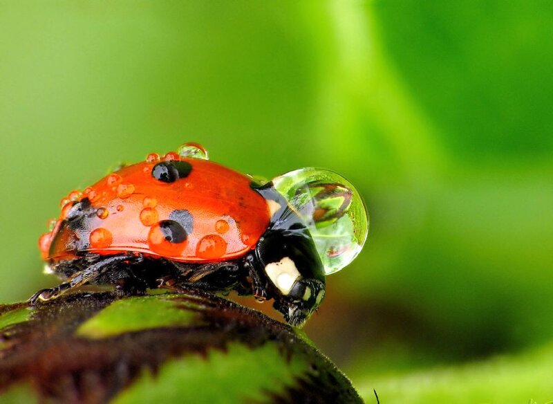 Ladybug on Leaf — Red, Natural, Morning