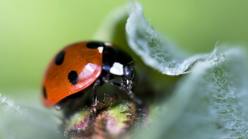 Ladybug on Leaf — Red, Natural, Photograph, Insect