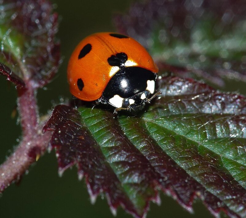 Ladybug on Leaf — Red, Natural, Photograph, Plant Stem