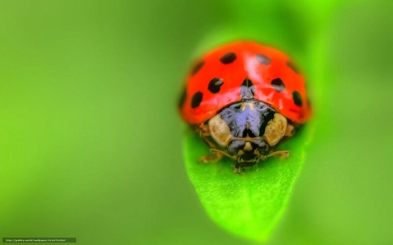 Ladybug on Leaf — Red, Natural, Photograph