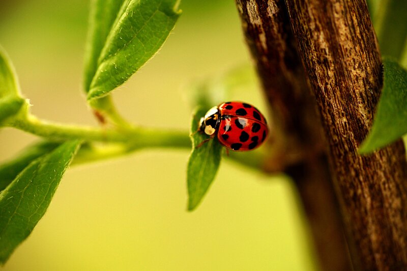 Ladybug on Leaf — Red, Natural, Spring