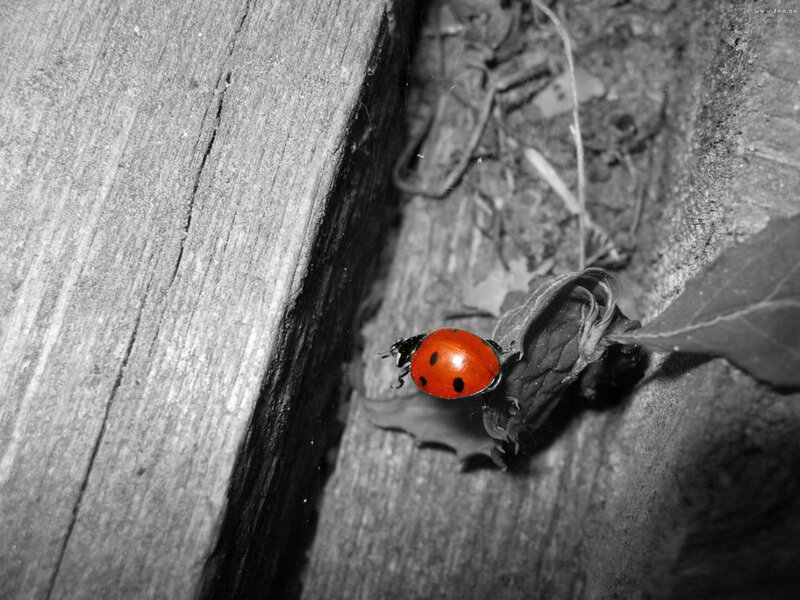 Ladybug on Leaf — Red, Natural