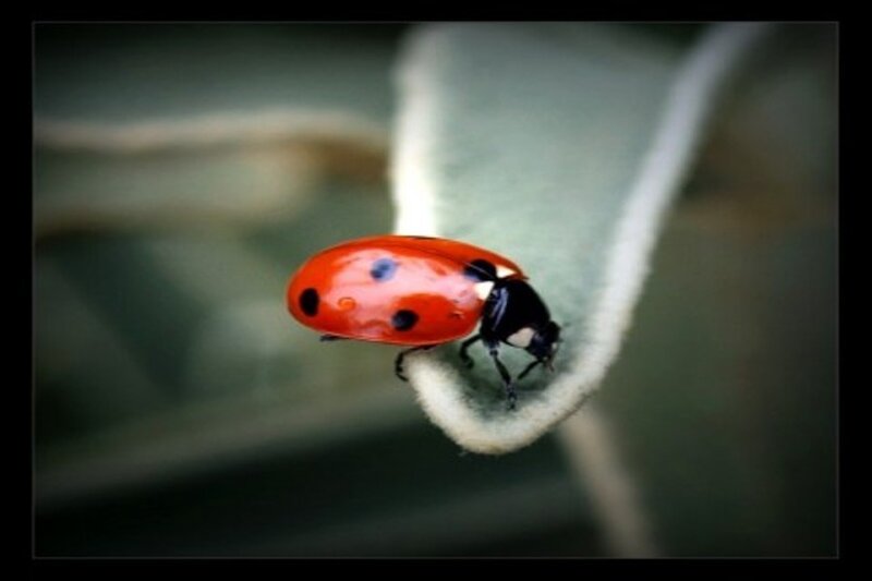 Ladybug on Leaf — Red, Photograph