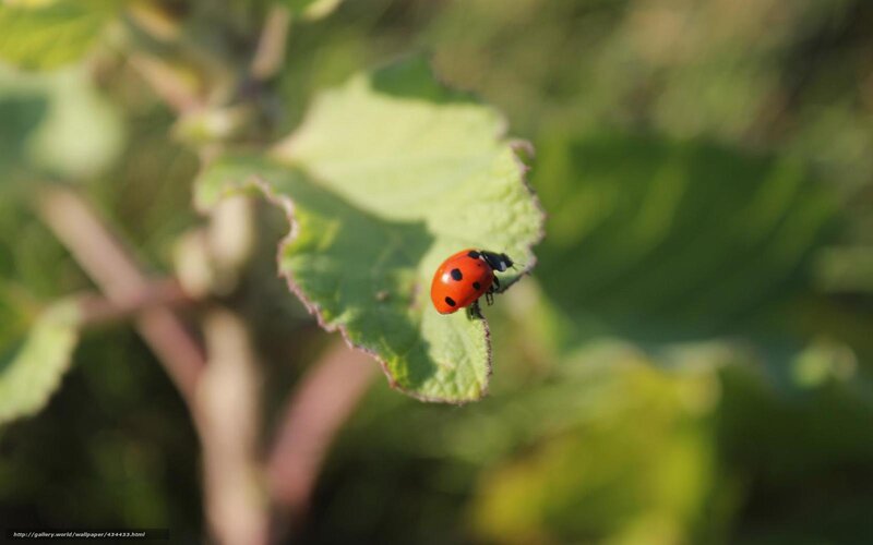 Ladybug on Leaf — Red, Serene, Afternoon