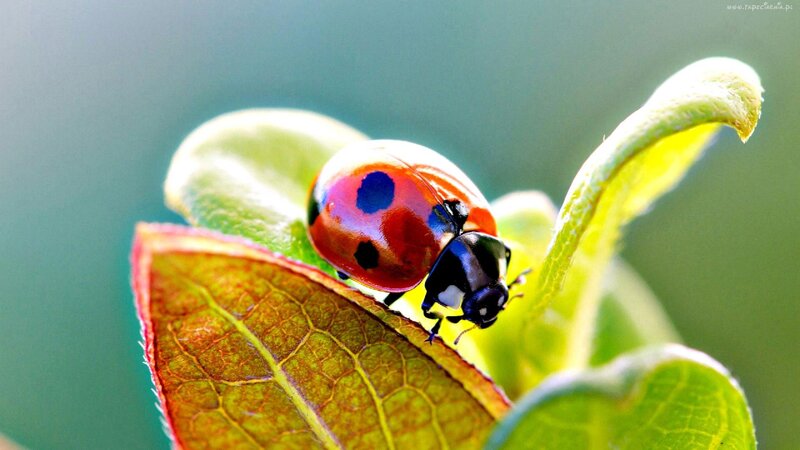 Ladybug on Leaf — Red, Serene, Morning, Photograph, Plant