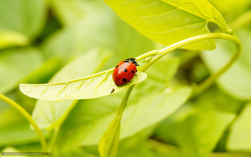 Ladybug on Leaf — Red, Serene, Morning, Photograph, Stem