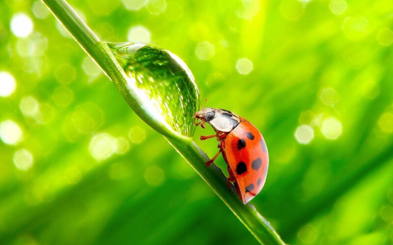 Ladybug on Leaf — Red, Serene, Morning, Photograph, Water Droplet