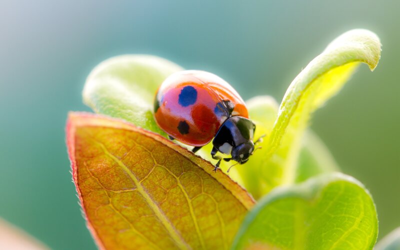 Ladybug on Leaf — Red, Serene, Morning
