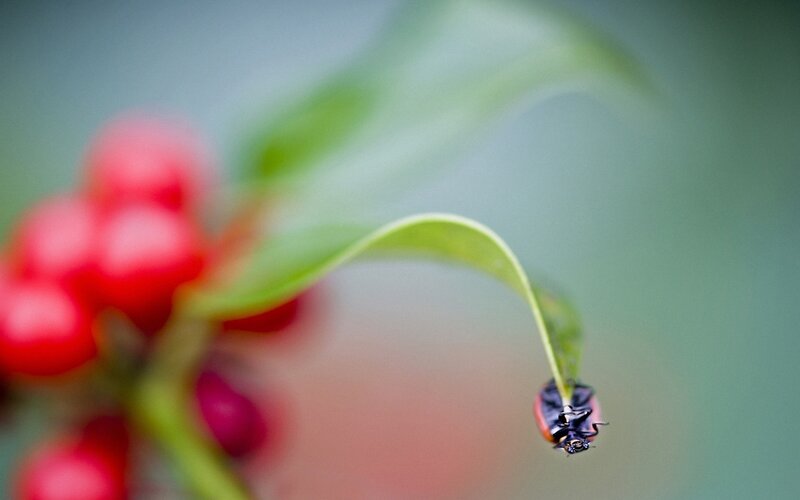 Ladybug on Leaf — Red, Serene, Photograph, Berries
