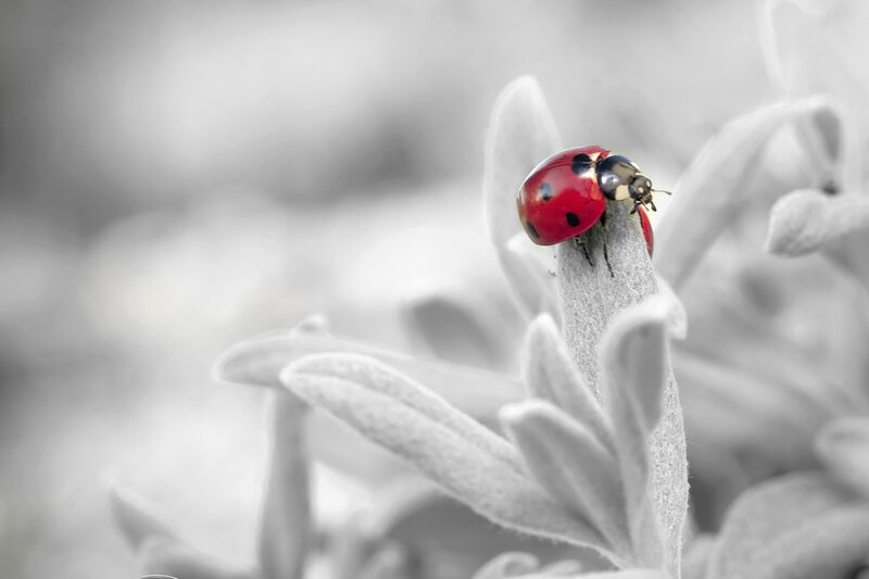 Ladybug on Leaf — Red, Serene, Photograph, Insect