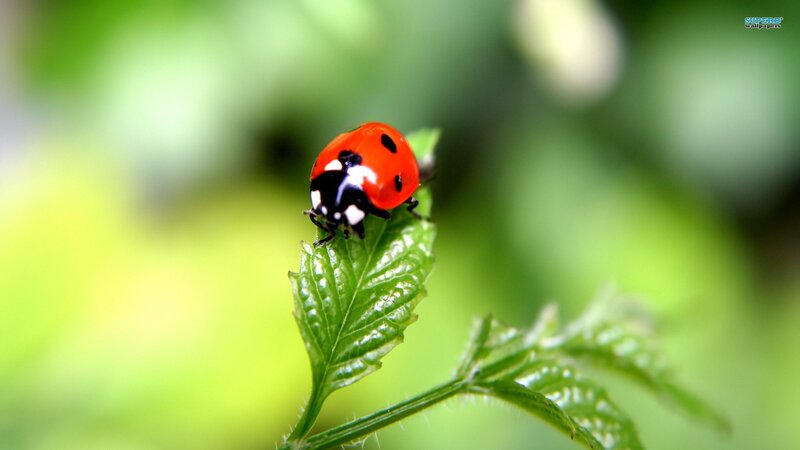 Ladybug on Leaf — Red, Serene, Photograph, Plant, Green Background
