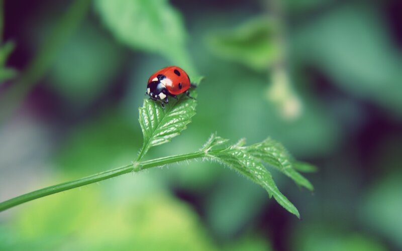 Ladybug on Leaf — Red, Serene, Photograph, Plant