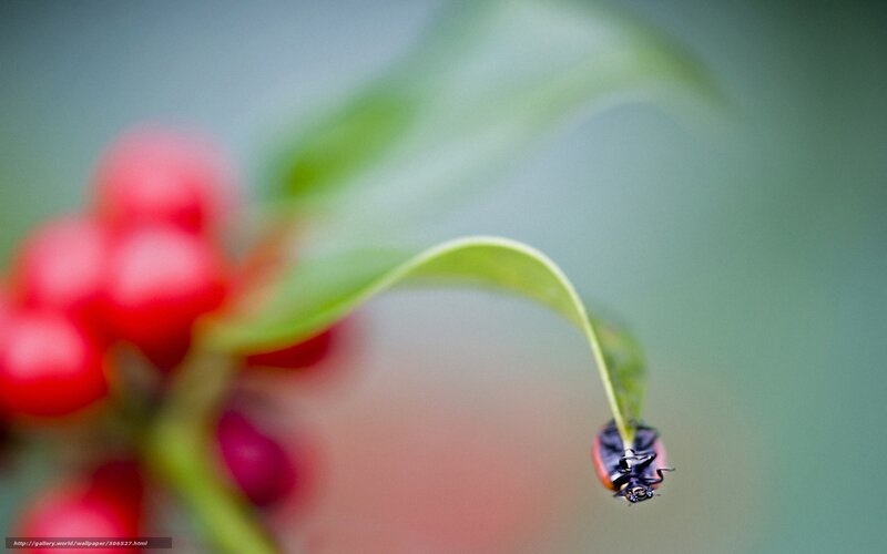 Ladybug on Leaf — Red, Serene, Photograph